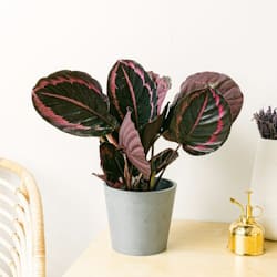  La calathea aumenta la humedad ambiente en ambientes secos