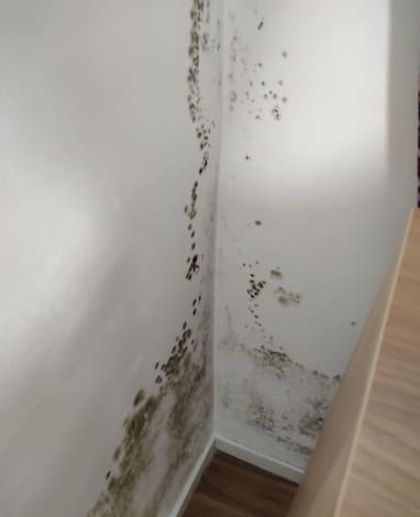 Moho negro de humedad por condensación en la pared